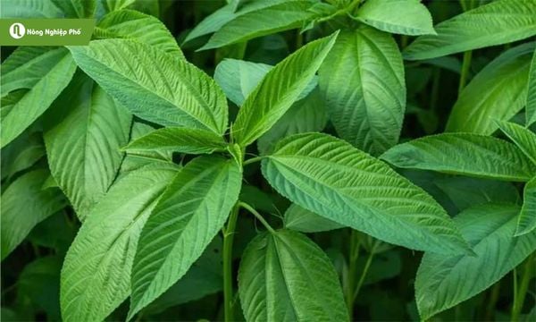 Rau đay chăm sóc dễ dàng