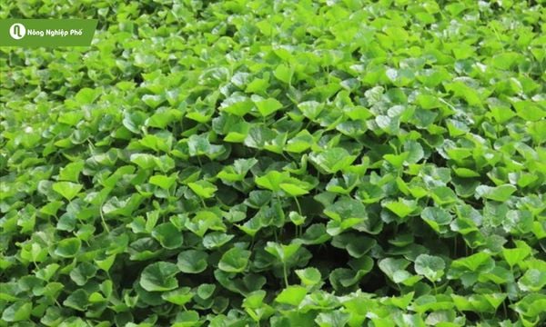 Rau má không cần tốn quá nhiều công sức để trồng