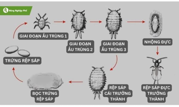 các loại rệp gây hại cho lan