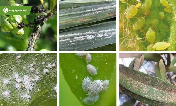 các loại rệp gây hại cho lan