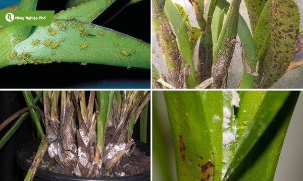 các loại rệp gây hại cho lan
