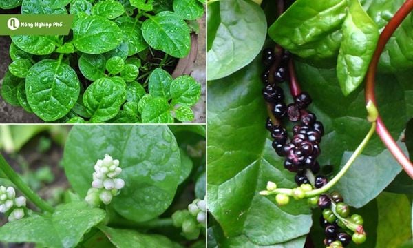 Rau mồng tơi - Dễ trồng nhưng cũng dễ bị sâu bệnh hại