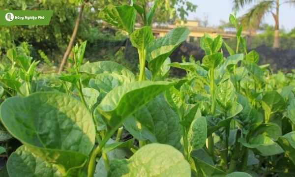 Ngăn chặn các loại sâu hại giúp tăng năng suất
