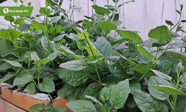 Phòng ngừa sâu bệnh cho rau mồng tơi mỗi mùa vụ