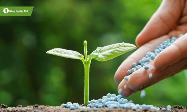 Phân vô cơ giúp cây trồng hấp thu dinh dưỡng nhanh và hiệu quả