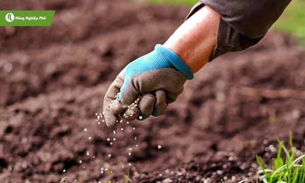 Bảo quản phân vô cơ đúng cách để tiết kiệm chi phí và đạt năng suất cao.