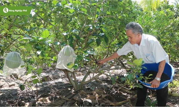Bưởi da xanh cần nhiều dinh dưỡng để phát triển và ra trái