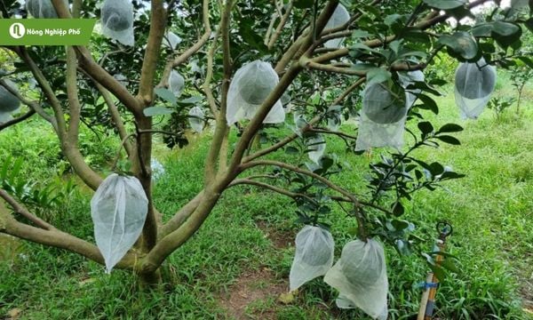 Thời điểm bón phân cho cây bưởi da xanh đều khác nhau