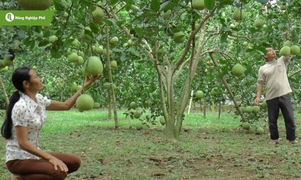 Bón phân cho cây bưởi da xanh nâng cao chất lượng trái