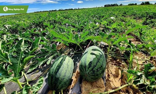 Dưa hấu là cây thân bò