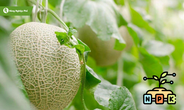 Lựa chọn loại phân bón phù hợp cho cây dưa lưới