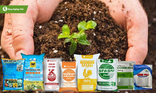 Một số loại phân bón có thể tham khảo