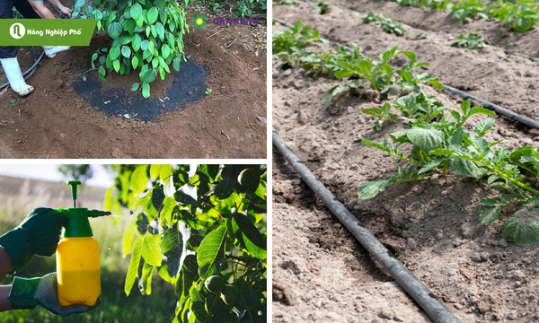 Phương pháp bón phân cho dưa lưới