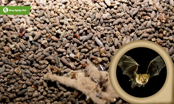 Phân dơi tự nhiên ủ hoai trở thành chất dinh dưỡng cho mai vàng