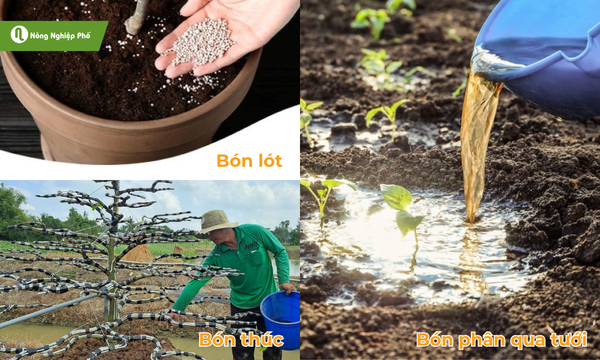 Các phương pháp bón phân phổ biến