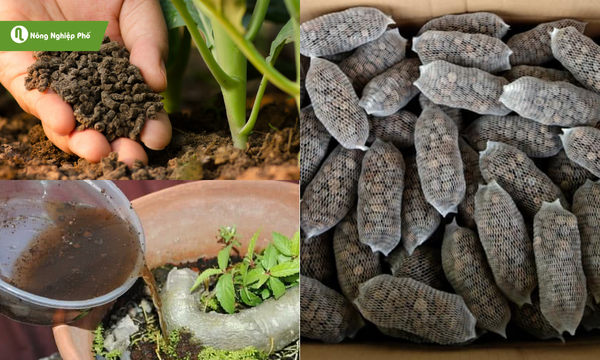 3 cách bón phân dơi cho cây mai