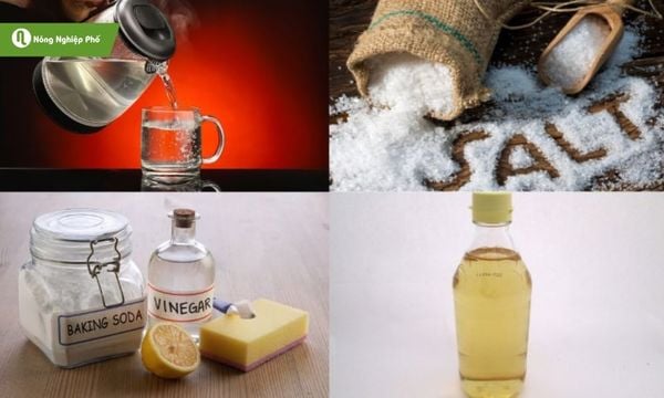 cách diệt dòi trong thùng rác