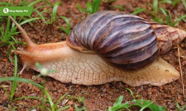 cách diệt ốc sên bằng vôi bột
