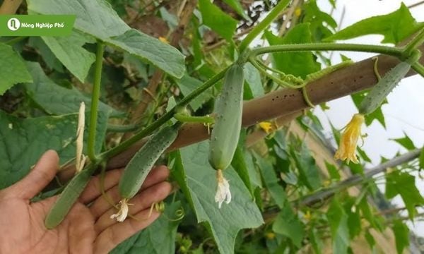 Làm giàn cho dưa chuột mang lại nhiều lợi ích