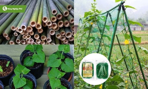 Các nguyên vật liệu cần thiết khi làm giàn cho dưa chuột