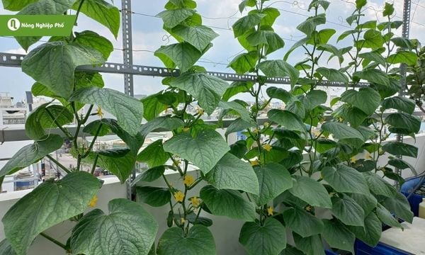 Trồng dưa chuột đúng kỹ thuật giúp tăng năng suất