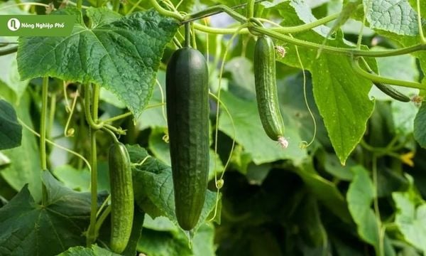 Chăm sóc giàn dưa chuột tốt làm cây phát triển tốt