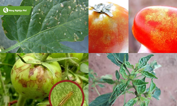 Dấu hiệu đầu tiên xuất hiện trên lá rồi lan rộng toàn cây
