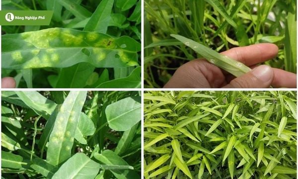 Triệu chứng cây rau muống bị đốm trắng