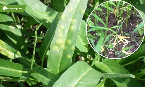 Bệnh đốm trắng gây rụng lá sớm, làm cây chậm phát triển