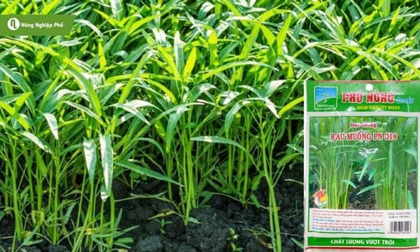 Chọn giống tốt để rau muống đạt chất lượng tốt