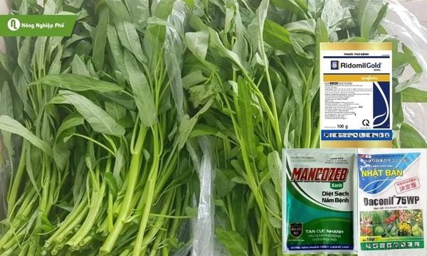 Chọn giống rau muống khỏe tại Nông Nghiệp Phố