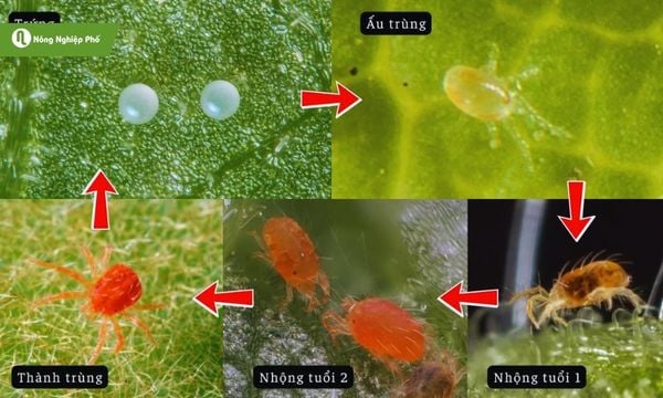 cách trị nhện đỏ
