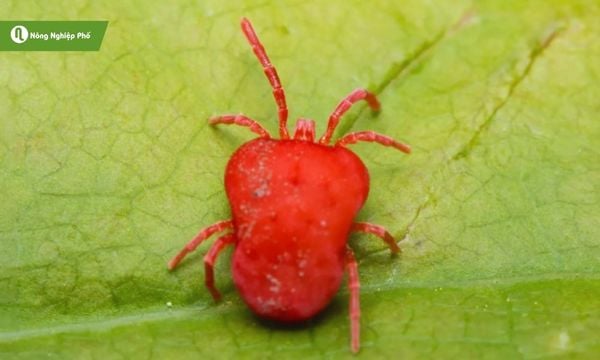 cách trị nhện đỏ
