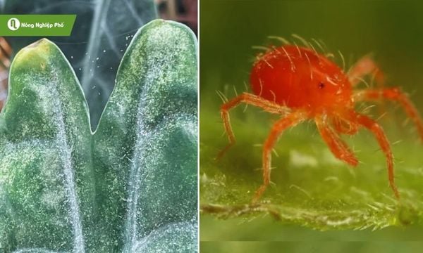 cách trị nhện đỏ