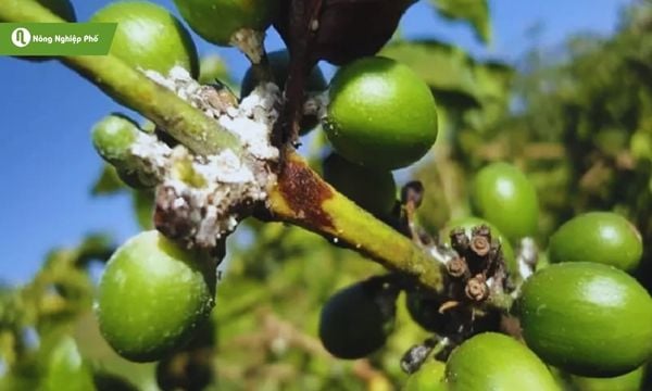 cách trị rệp sáp trên cây cà phê