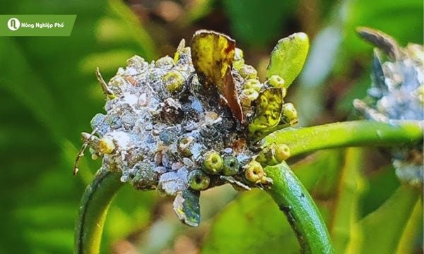 cách trị rệp sáp trên cây cà phê