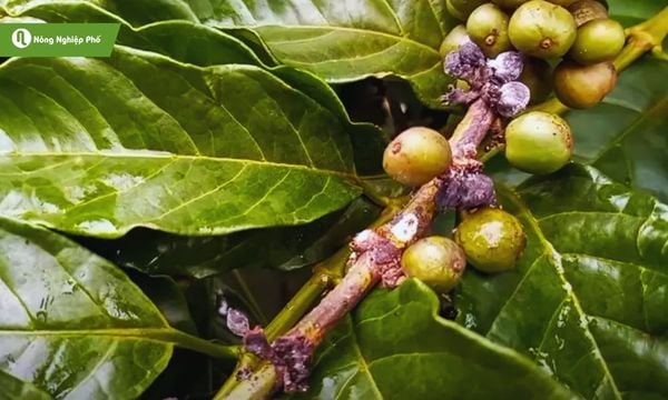 cách trị rệp sáp trên cây cà phê