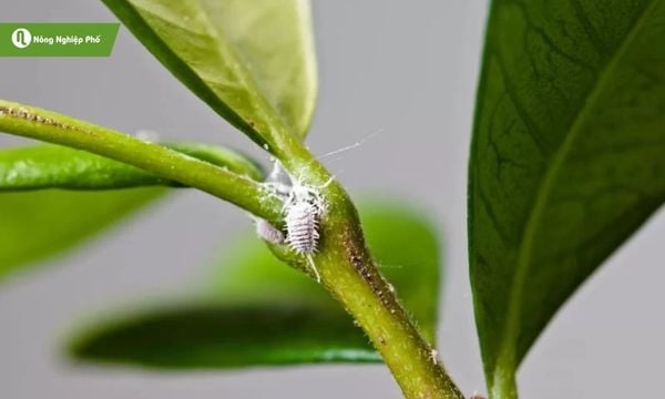 cách trị rệp sáp trên cây cà phê