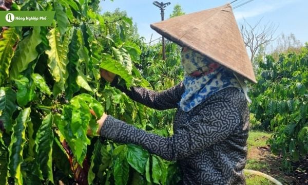cách trị rệp sáp trên cây cà phê