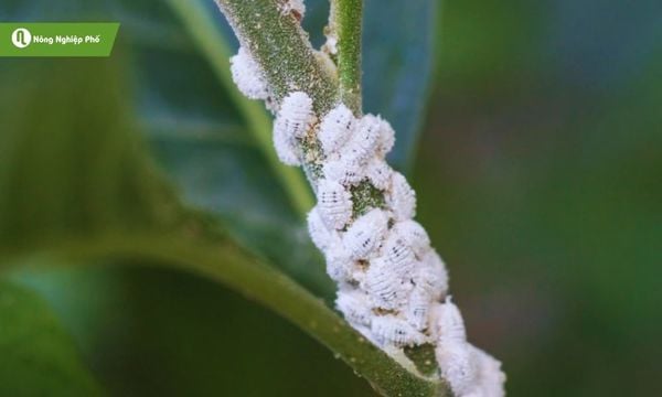 cách trị rệp sáp trên cây hoa hồng