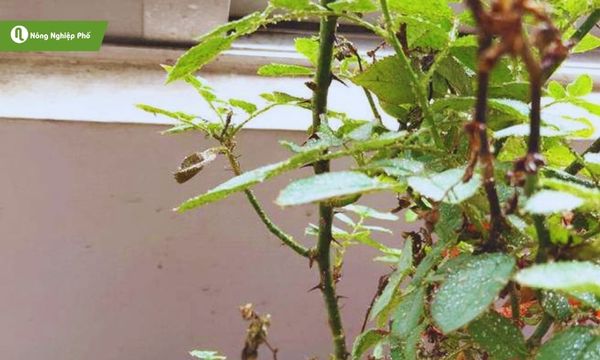 cách trị rệp sáp trên cây hoa hồng