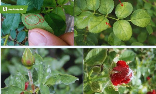 cách trị rệp sáp trên cây hoa hồng