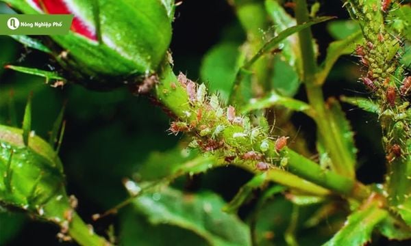 cách trị rệp sáp trên cây hoa hồng