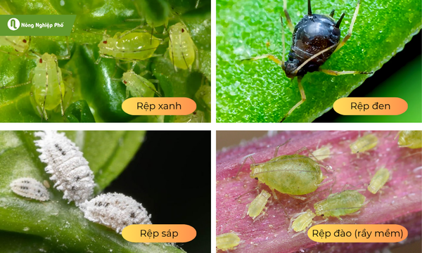 Một số loại rệp thường gặp