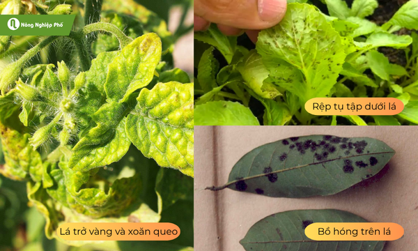 Cách nhận biết cây bị rệp đeo bám