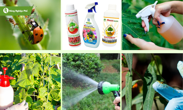 Phương pháp trị rệp đơn giản tại nhà