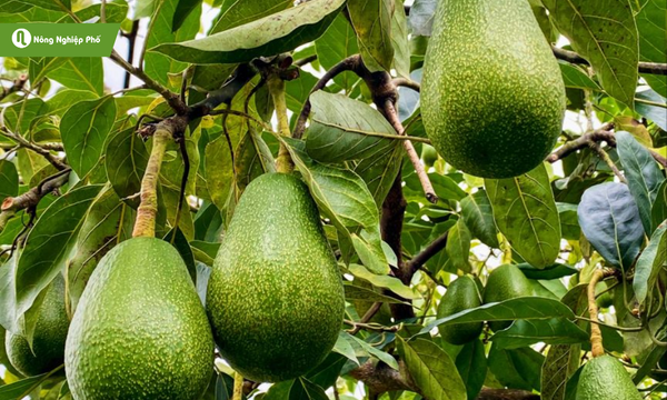 Một số lợi ích khi trồng bơ bằng hạt tại nhà