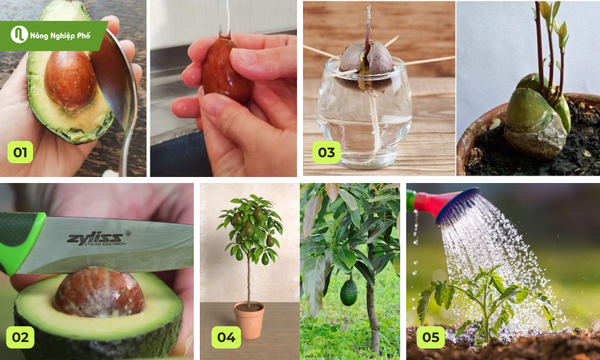 Các bước tự trồng bơ bằng hạt tại nhà