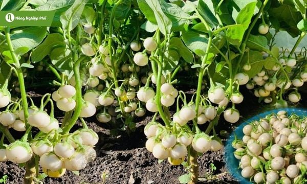 Trồng cà pháo đơn giản tại nhà