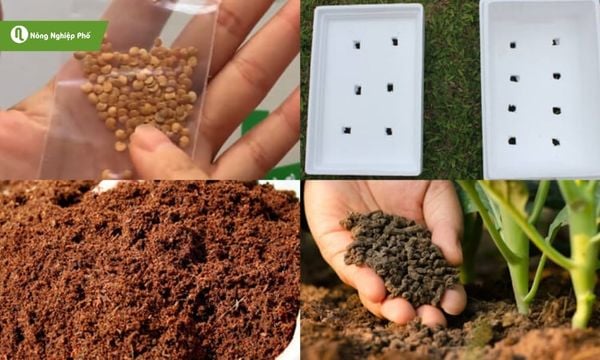 Các nguyên vật liệu cần chuẩn bị khi trồng cà pháo
